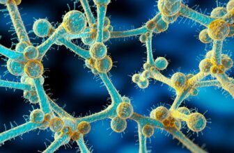 A Deadly, Drug-Resistant Fungus Threatens People Around the World, Scientists Warn