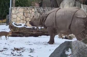 Bill Gates Warns of a Dark Trend In Depressing Annual Letter So Here’s a Little Deer Guy Absolutely Owning a Rhinoceros