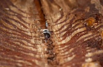 This Beetle Is in a Toxic Relationship With a Tree. Luckily, They Know a Fungi