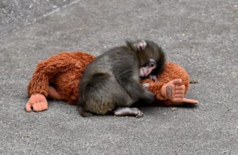 Punch the Baby Monkey’s Ikea Plushie Is Selling for Hundreds on eBay