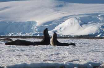 Worst-Case Climate Scenario Would Irreversibly Damage Antarctica, Scientists Warn