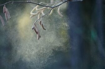 Pollen Might Be Hurting Kids’ Test Scores